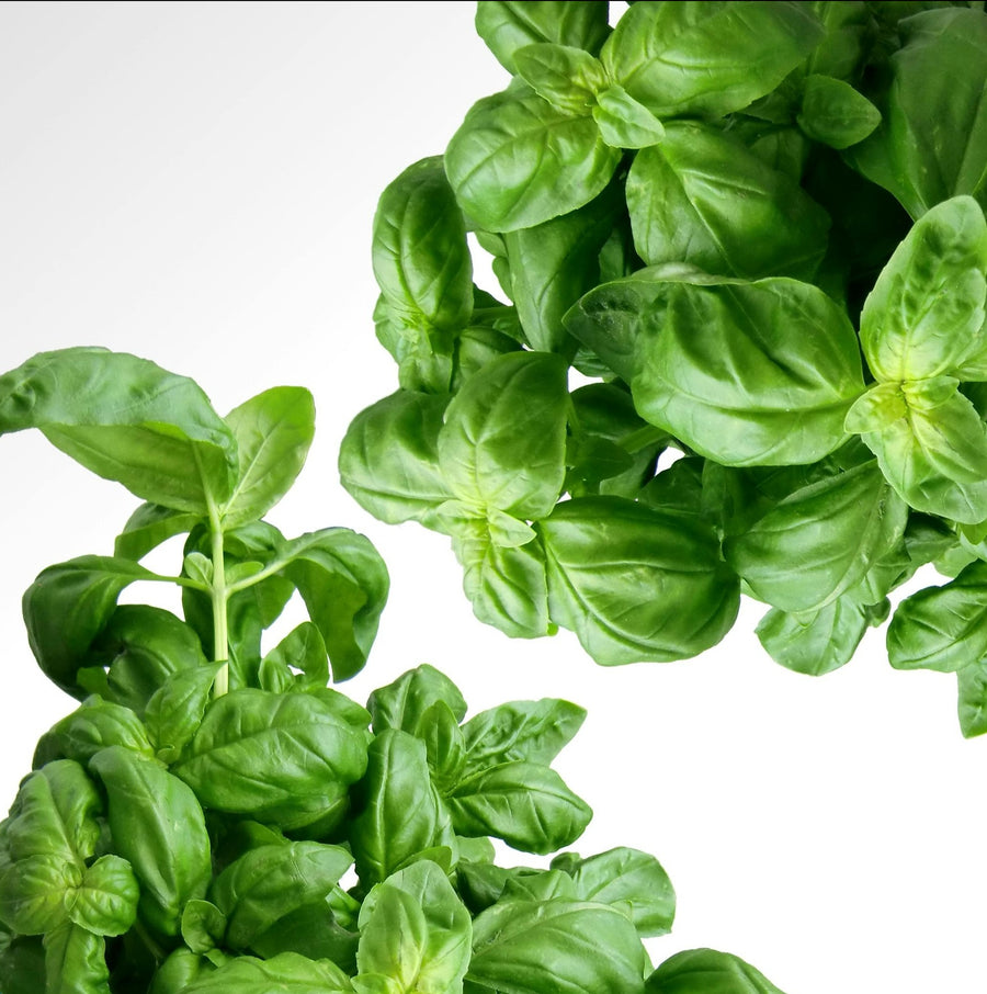 Fresh basil for ZEST basil infused olive oil