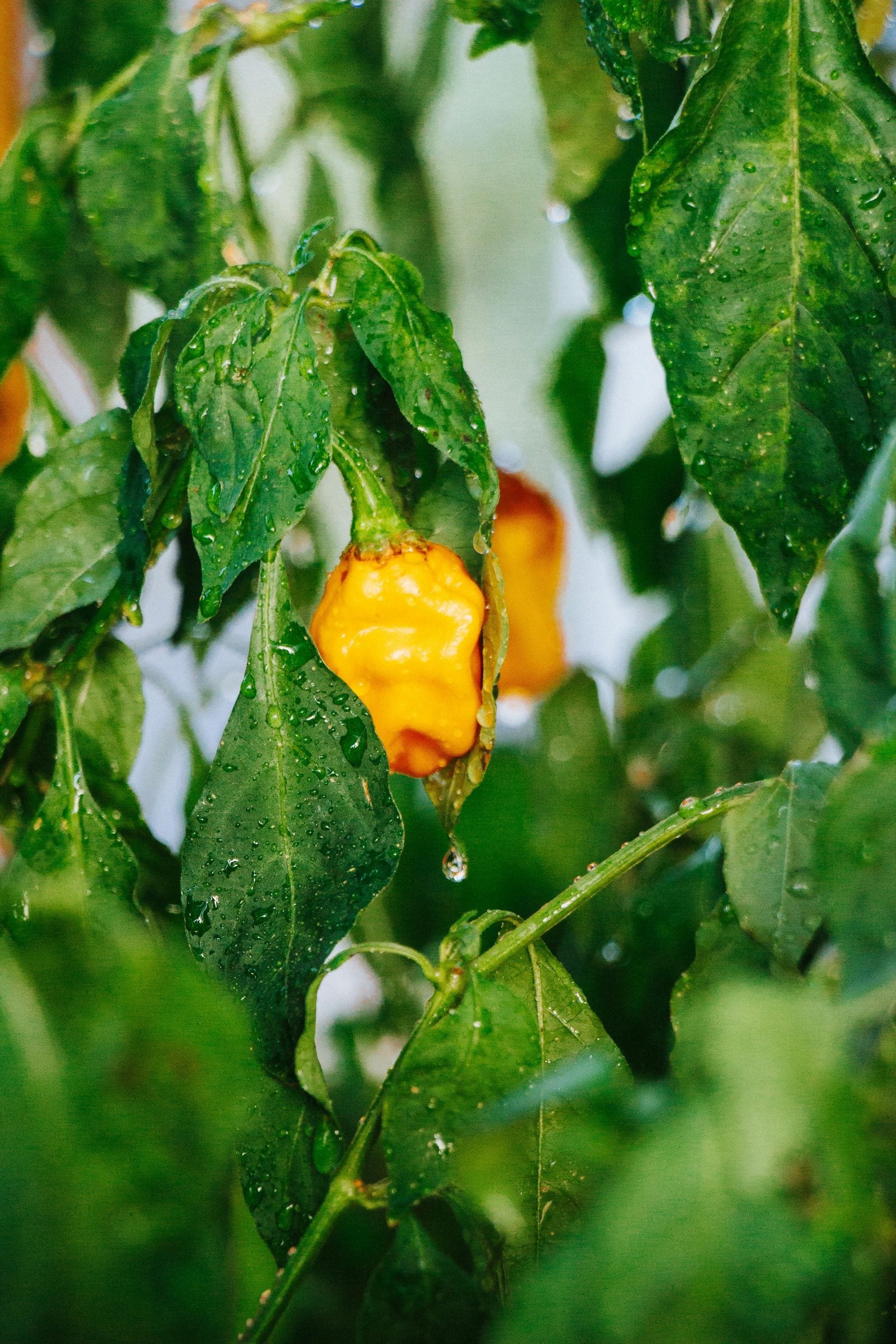 Habanero chili oil drizzled over fresh pizza